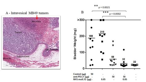 Enhanced antitumor effects by combining an IL-12/anti-DNA fusion ...