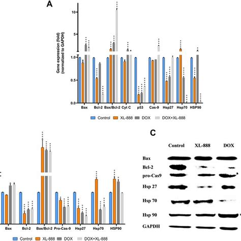 Analysis Of Changes In The Expressions Of Apoptotic Genes Bax Bcl 2