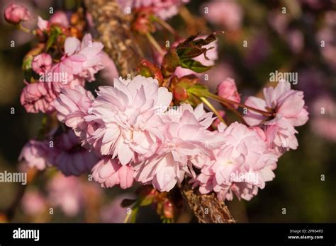 Hill Cherry Kiku Shidare Sakura Prunus Serrulata Stock Photo Alamy