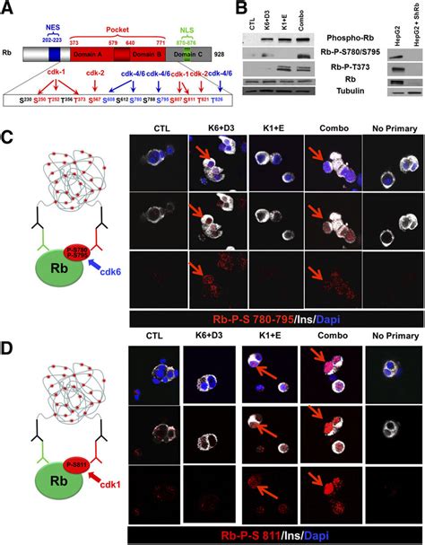 Early And Late Cyclins And Cdks Phosphorylate The Prb On Distinct Download Scientific Diagram