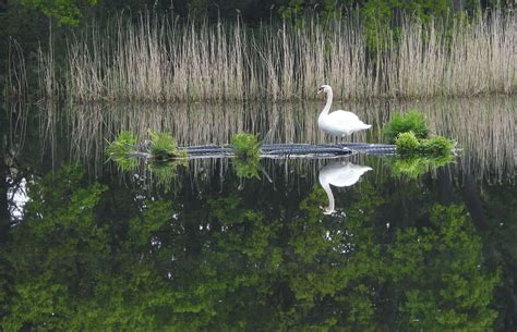 Mute Swan At Exminster Marshes Rspb By Kenneth Bradley Devon Birds