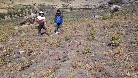 Huancavelica │ Registran Caída De Heladas En Distrito De Tintay Puncu