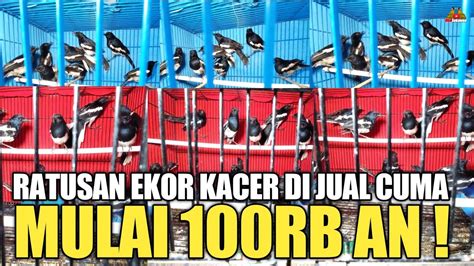 Tidak Mungkin Turun Ratusan Ekor Kacer Di Jual Cuma Mulai Rb An