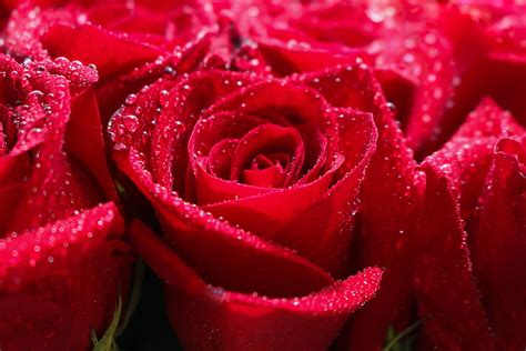 Red Rose Water Drops Shine Close Up HD Wallpaper Pxfuel