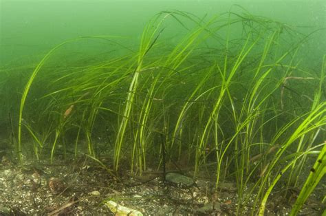 “Staggering” loss of eelgrass habitat in Casco Bay • Friends of Casco Bay