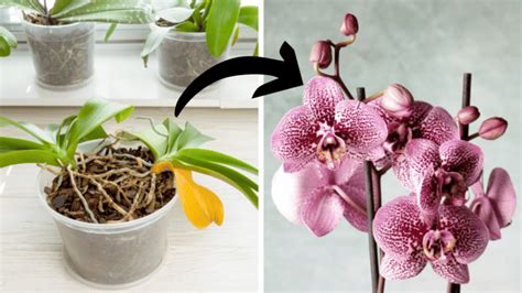 Wie Man Eine Sterbende Orchidee Rettet Indem Man Ihre Symptome