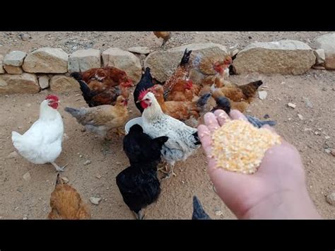 Las gallinas con las que no debes hacer tú negocio porque vas a