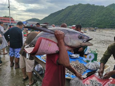 Masih Besarkah Potensi Perikanan Tuna Di Indonesia Mongabay Co Id