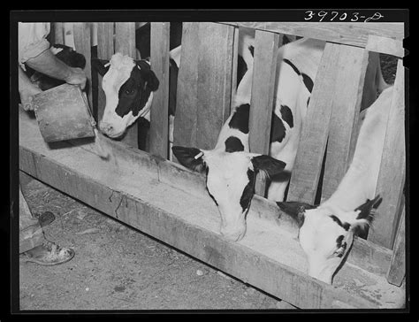 Calves feed trough farm member | Free Photo - rawpixel