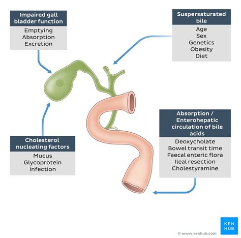 Biliary System Disorders Symptoms And Anatomy Kenhub