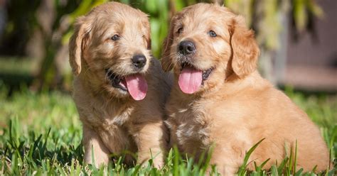 Golden Retrievers Macho Y Hembra Diferencias Clave Sorpresas