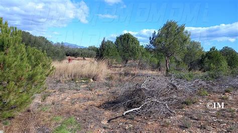 La Taula Del S Nia Finalitza Els Treballs A Benicarl Amb El Camp De