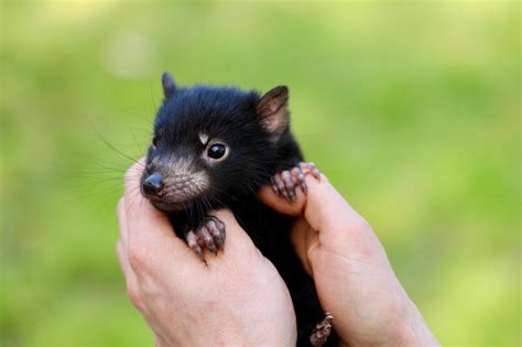 Meet Milo: 500th joey from Tasmanian devil breeding program - ABC News