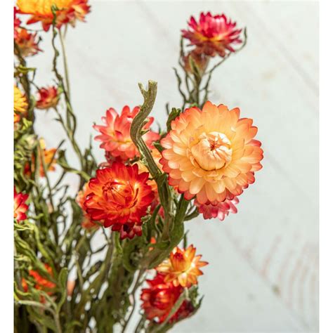 Strawflower Bunch Dried (Mixed Colors) – Beckwourth Blooms