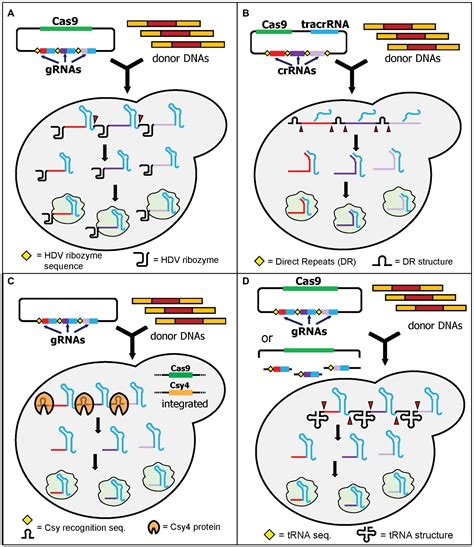 Frontiers Multiplex Genome Editing In Yeast By Crispr Cas A Potent