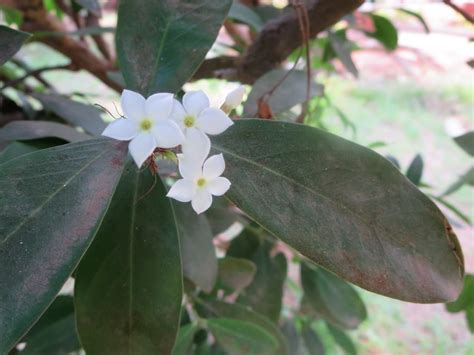 Acokanthera Oppositifolia Cultivated Eflora Of India