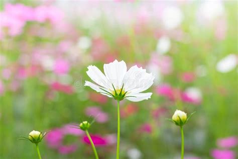 Cosmos Flowers in Garden stock photo. Image of closeup - 136511214