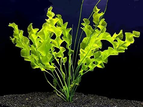 The Ultimate Marsilea Hirsuta Care Guide Fishkeeping World