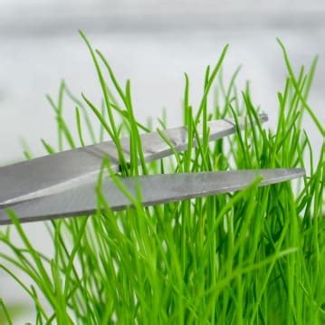 Grow Your Own Hairy Pussy Find Me A Gift