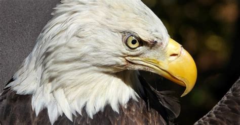 Bald Eagle Population Quadruples In A Decade Wvtf