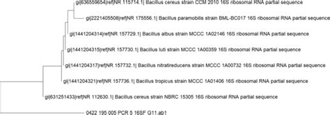 Phylogenetic Tree Of Isolated Bacteria Download Scientific Diagram