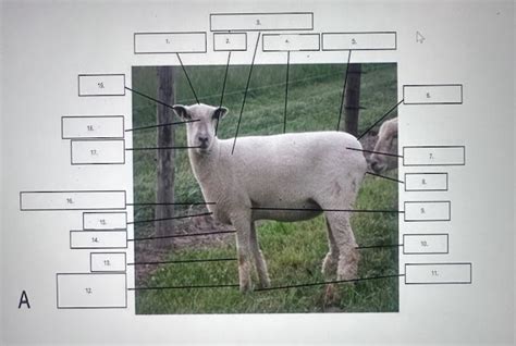 Chap Sheep Goat Anatomy Diagram Quizlet