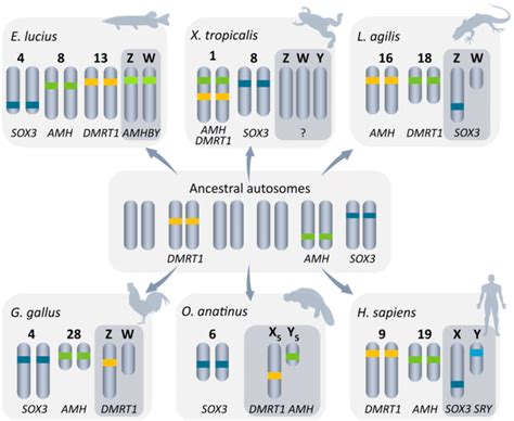 Sex Chromosomes In Different Lineages Share Several Similarities In