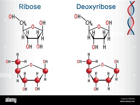 Ribose And Deoxyribose Structure