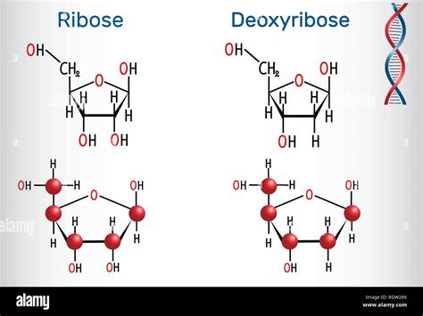 Ribose Vs Deoxyribose