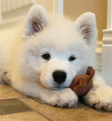 80+ Perfect Samoyed Dog Names | The Dogman