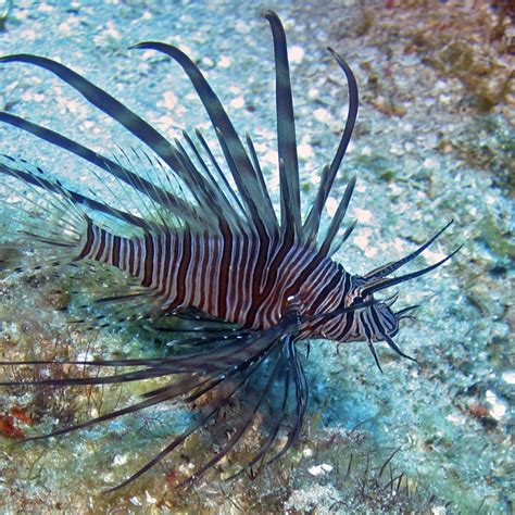 Lionfish Invasive Species