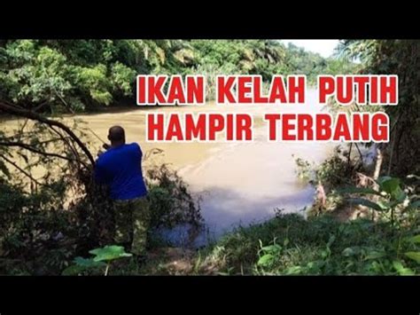 Ikan Tengas Jeram Landai Salam Satu Hobi Gtechduelpower