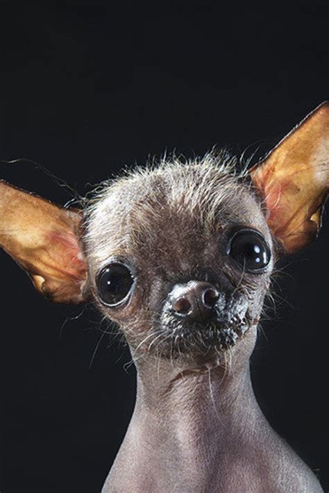 weird hairless animals hairless dogs photo series brings attention