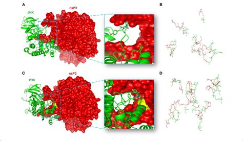 Protein Protein Docking Analysis Shows The Probable Interaction Of