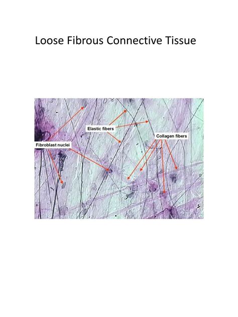 Fibrous Connective Tissue Diagram