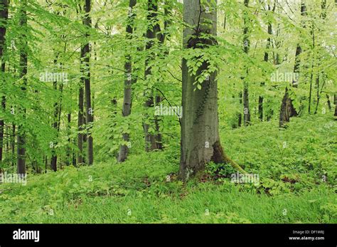 Thüringen Forest Germany Hi Res Stock Photography And Images Alamy