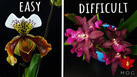 Missorchidgirl Easy Orchids Vs Difficult Ones Rating My Orchids By Difficulty Level 🤔