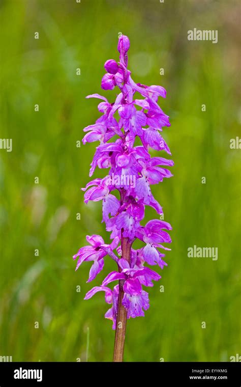 Early Purple Orchid Orchis Mascula Inflorescence Germany Stock