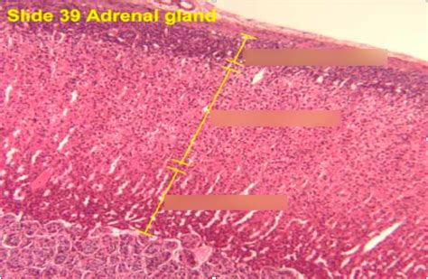 Adrenal Medulla Histology- Exam 1 Diagram | Quizlet