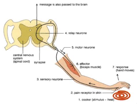 Reflex Arc Diagram Ncert