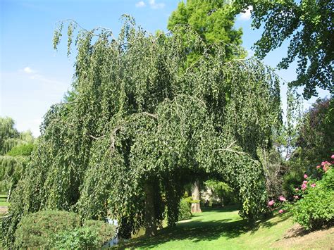 Parc Floral D Apremont Apremont Sur Allier Juli 2011 Flickr