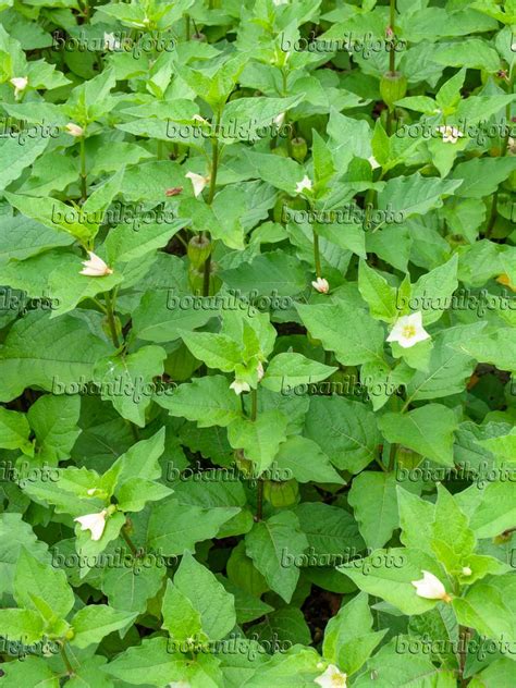 Images Physalis Alkekengi Images De Plantes Et De Jardins Botanikfoto