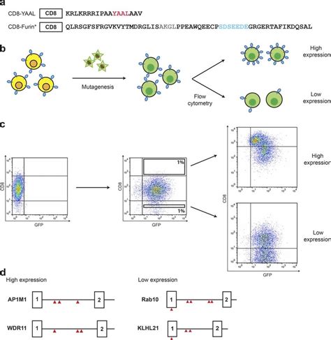 Haploid Forward Genetic Screens To Identify Genes Involved In Protein