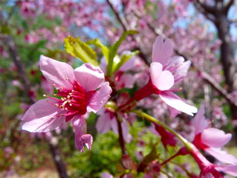 'Okame' cherry blossoms | Blossom, Cherry blossom, Cherry