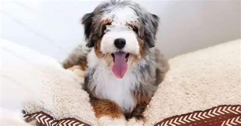 Mini Bernedoodle Puppy Care Guide Health Training Tips