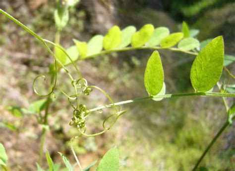 Pacific Pea Annadel Plants INaturalist