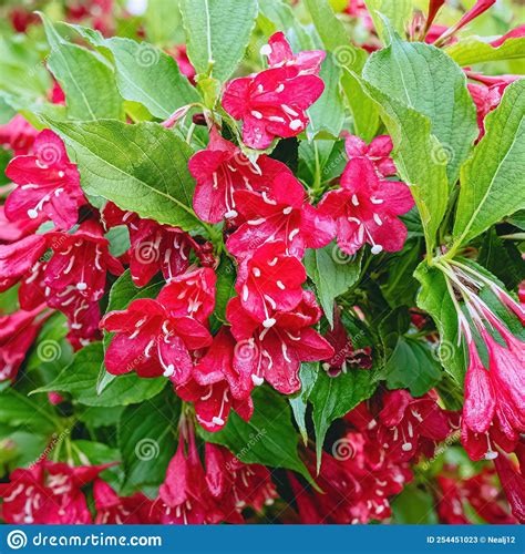 Oldfashioned Weigela during the Summer Season Stock Image - Image of