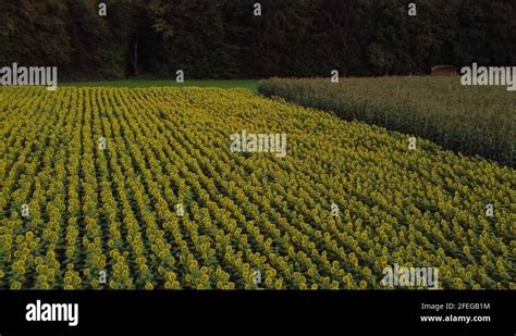 Corn sunflowers Stock Videos & Footage - HD and 4K Video Clips - Alamy