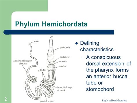 Phylum Hemichordata Acorn Worms Phylum Hemichordata Ppt Video Online