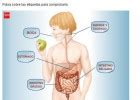 L Minas Interactivas Del Aparato Digestivo Recurso Educativo